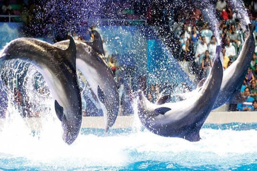 [DXBDOLPH] Dubai Dolphinarium